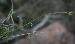 Senecio crassiusculus