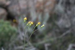 Senecio crassiusculus