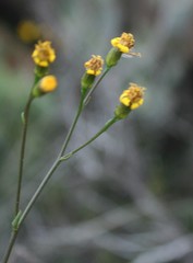 Senecio crassiusculus