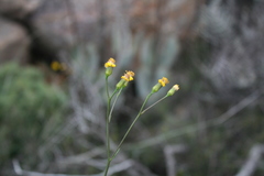 Senecio crassiusculus