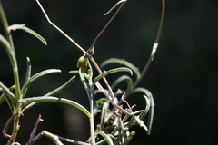 Senecio crassiusculus