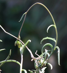 Senecio crassiusculus