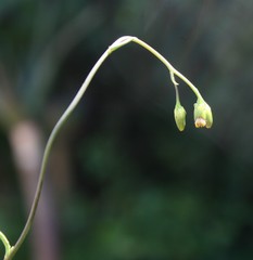 Senecio crassiusculus