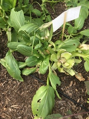 Brassica rapa amplexicaulis