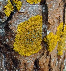 Xanthoria parietina