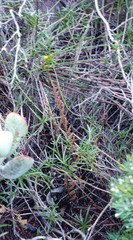 Senecio crassiusculus
