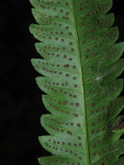 Goniopteris pennata
