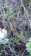 Senecio crassiusculus