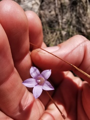 Wahlenbergia paniculata