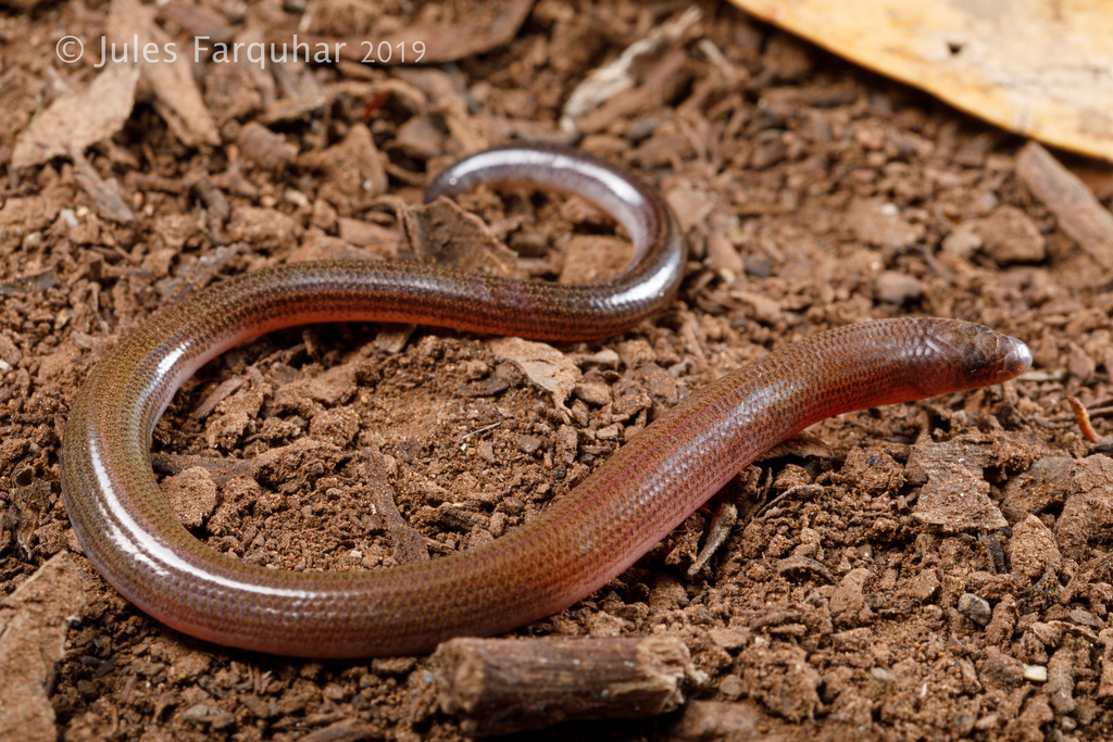 Punctate Worm-Skink