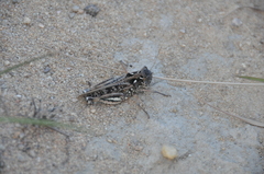 Pycnocrania grandidieri