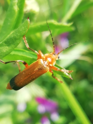 Juodablauzdis Minkštavabalis nuotrauka