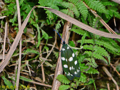 Eterusia aedea formosana