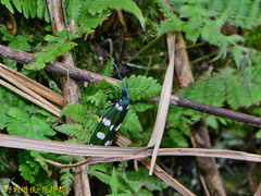 Eterusia aedea formosana