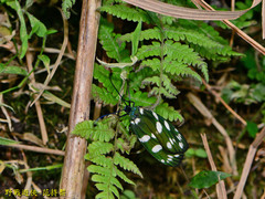 Eterusia aedea formosana