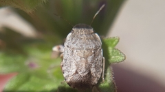 Sciocoris deltocephalus