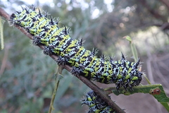 Gonimbrasia zambesina