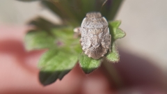 Sciocoris deltocephalus