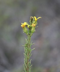 Senecio pinifolius