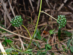 Smilax nipponica