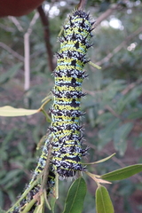 Gonimbrasia zambesina