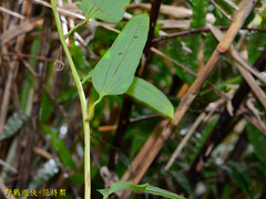 Smilax nipponica