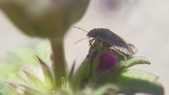 Sciocoris deltocephalus