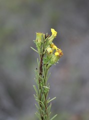 Senecio pinifolius