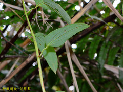 Smilax nipponica