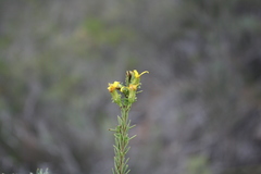 Senecio pinifolius
