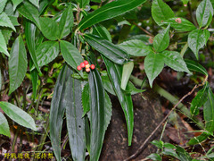 Ardisia crispa