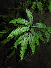 Adiantum decoratum