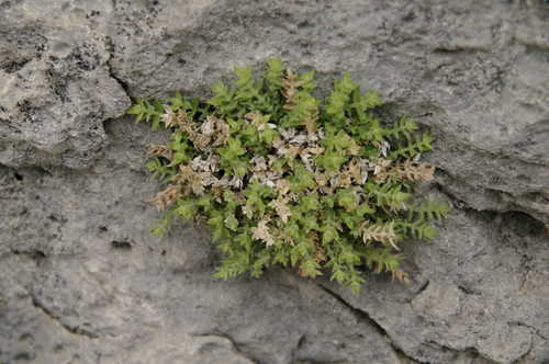 Image of Galium correllii by (c) Eric Knight, some rights reserved (CC BY)