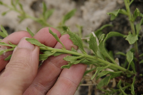 Image of Laphamia angustifolia by (c) Eric Knight, some rights reserved (CC BY)