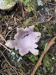 Sarcosphaera coronaria