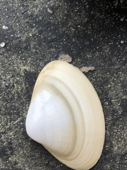 Spisula solidissima