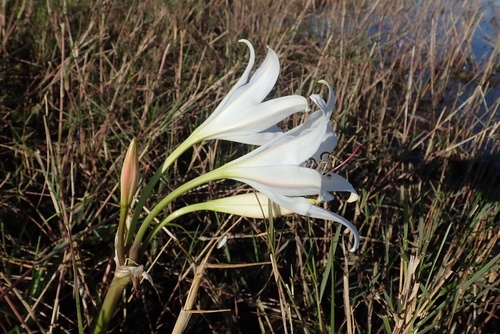 Okavango Swamplily (Crinum carolo)