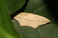 Timandra stueningi