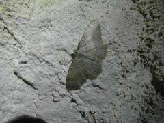 Triphosa