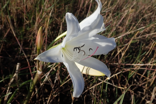 Image of Crinum carolo by (c) Robert Taylor, some rights reserved (CC BY)