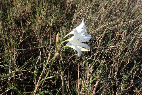 Image of Crinum carolo by (c) Robert Taylor, some rights reserved (CC BY)
