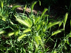 Hordeum murinum