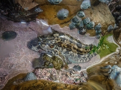 Clinus superciliosus