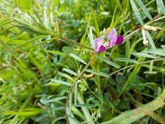 Vicia sativa