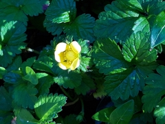 Potentilla indica