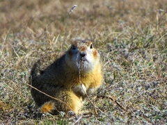 Spermophilus