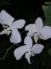 Phalaenopsis amabilis