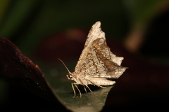 Chiasmia emersaria