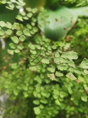 Adiantum raddianum