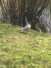 Chroicocephalus ridibundus